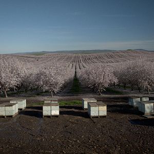 Photo Les Secrets des abeilles 