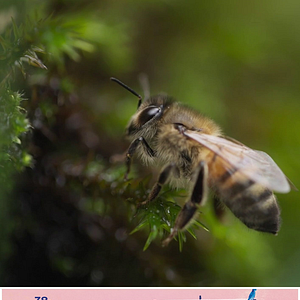Photo Vivre Ensemble : S’inspirer du vivant – Festival du Cinéma Nature et Environnement  2024