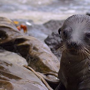 Photo Otaries des Galápagos