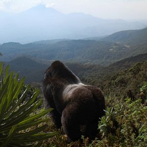 Photo Une histoire de gorilles avec David Attenborough