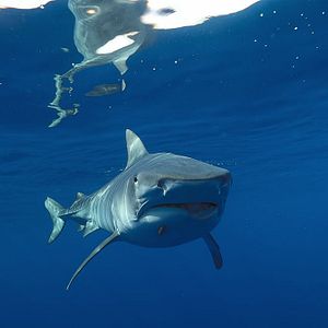 Photo En paix avec les requins