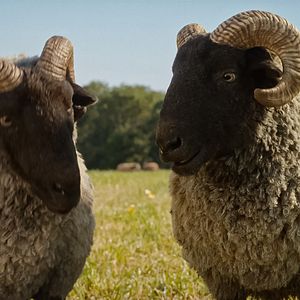 Photo Les Moutons Détectives