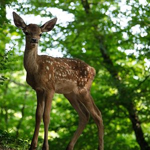 Photo Bambi, L’histoire d’une vie dans les bois