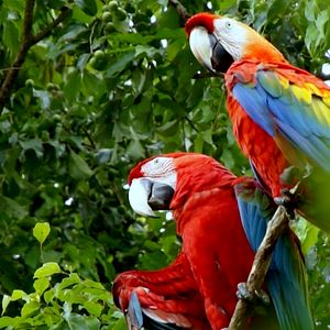 Photo ALTAÏR conférences - Guyane, une pépite en Amazonie