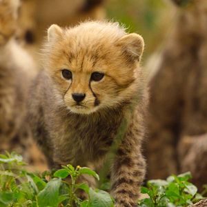 Photo Naturellement Sauvages