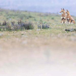 Photo Le Secret du Loup d’Éthiopie