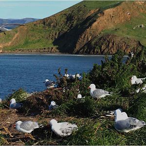Photo ALTAÏR conférences - Nouvelle-Zélande, Joyau des Antipodes