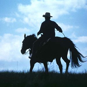 Photo L'Homme qui murmurait à l'oreille des chevaux