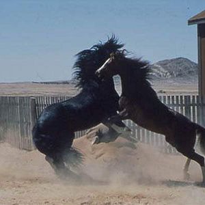Photo Crinière au vent, une âme indomptable