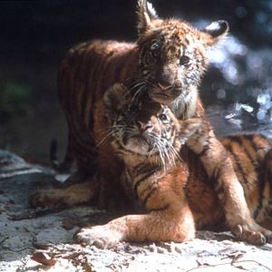 Photo Deux frères