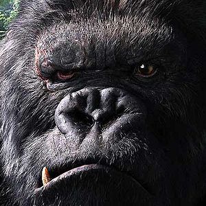 Photo King Kong
