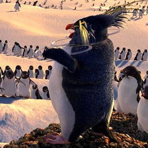 Photo Happy Feet