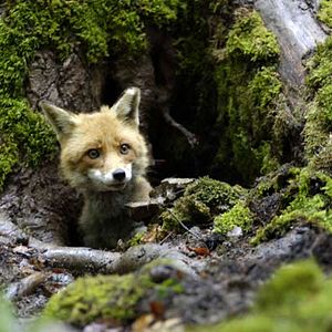 Photo Le renard et l'enfant