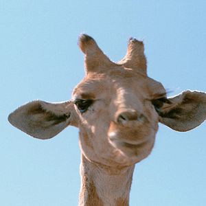 Photo Mario Andreacchio