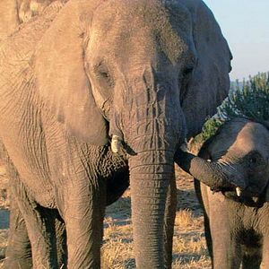 Photo Mario Andreacchio