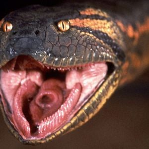 Photo Anaconda, le prédateur