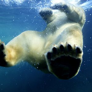 Photo Alastair Fothergill