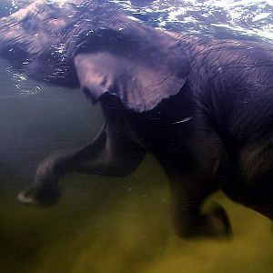 Photo Alastair Fothergill