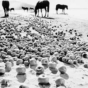 Photo Andreï Tarkovsky