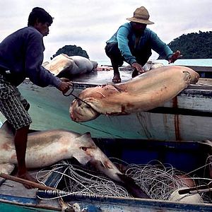 Photo Rob Stewart (II)