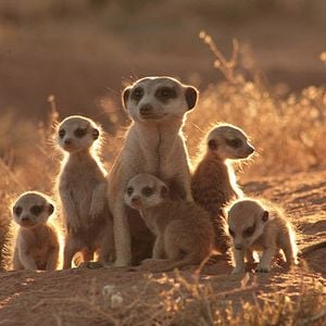 Photo La Famille Suricate