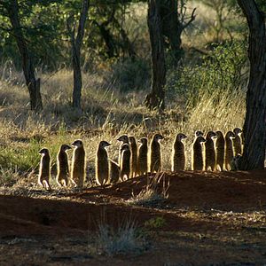 Photo La Famille Suricate