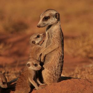 Photo La Famille Suricate