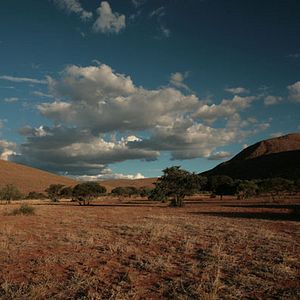 Photo La Famille Suricate