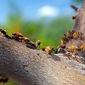 Photo Louie Schwartzberg