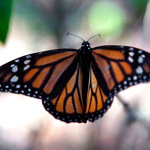 Photo Louie Schwartzberg