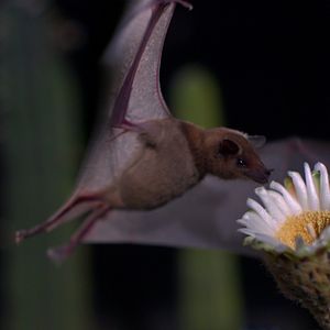 Photo Louie Schwartzberg