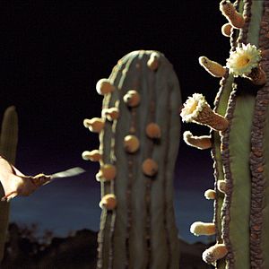 Photo Louie Schwartzberg