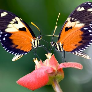 Photo Louie Schwartzberg