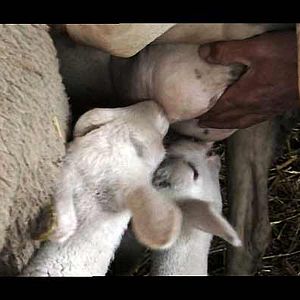 Photo Catherine Pozzo Di Borgo