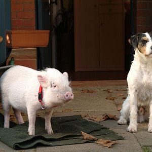 Photo Sacré Charlie