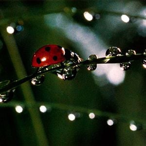 Photo Microcosmos: Le peuple de l'herbe
