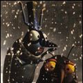 Photo Insektors