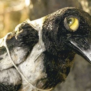 Photo Pierre et le loup