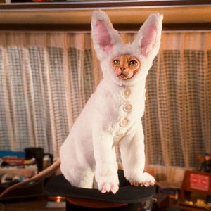 Photo Comme chiens et chats - La Revanche de Kitty Galore