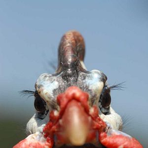 Photo Frédéric Goupil