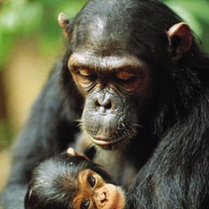 Photo Jane Goodall : retour à Gombe