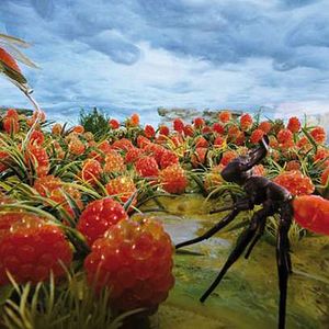 Photo Mi-rouge et le semblant de société symbiotique