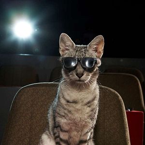 Photo Le Chat Potté