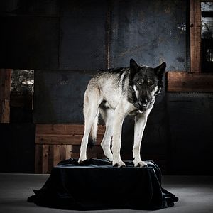 Photo Riese: Kingdom Falling