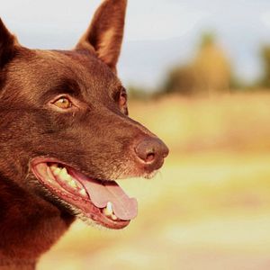 Photo Red Dog