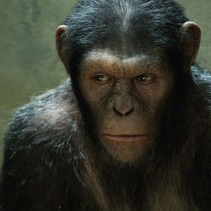 Photo La Planète des singes : les origines