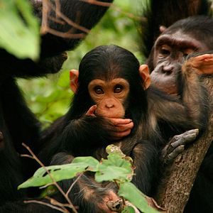 Photo Jane Goodall : retour à Gombe
