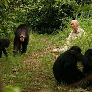 Photo Jane Goodall : retour à Gombe