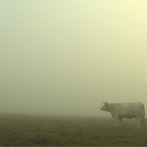 Photo Bovines