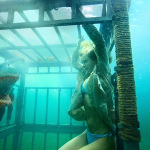 Photo Shark 3D
